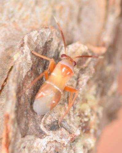 Pilophorus cinnamopterus
